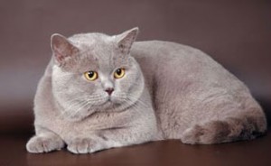 Фото лиловых британцев: взрослые лиловые британские коты и кошки     